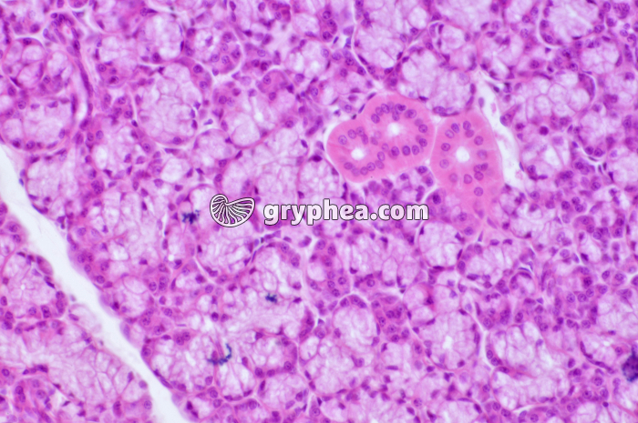 Glande salivaire x100 - gryphea.org